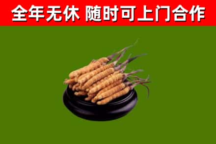 鹿邑县回收散虫草
