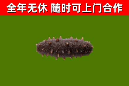 鹿邑县回收海参干